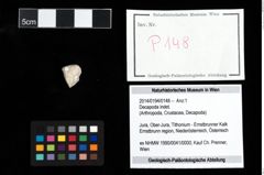 Foto (Objekt + Etikett) von Decapoda indet.  (NHMW-GEO-2014-0194-0148)